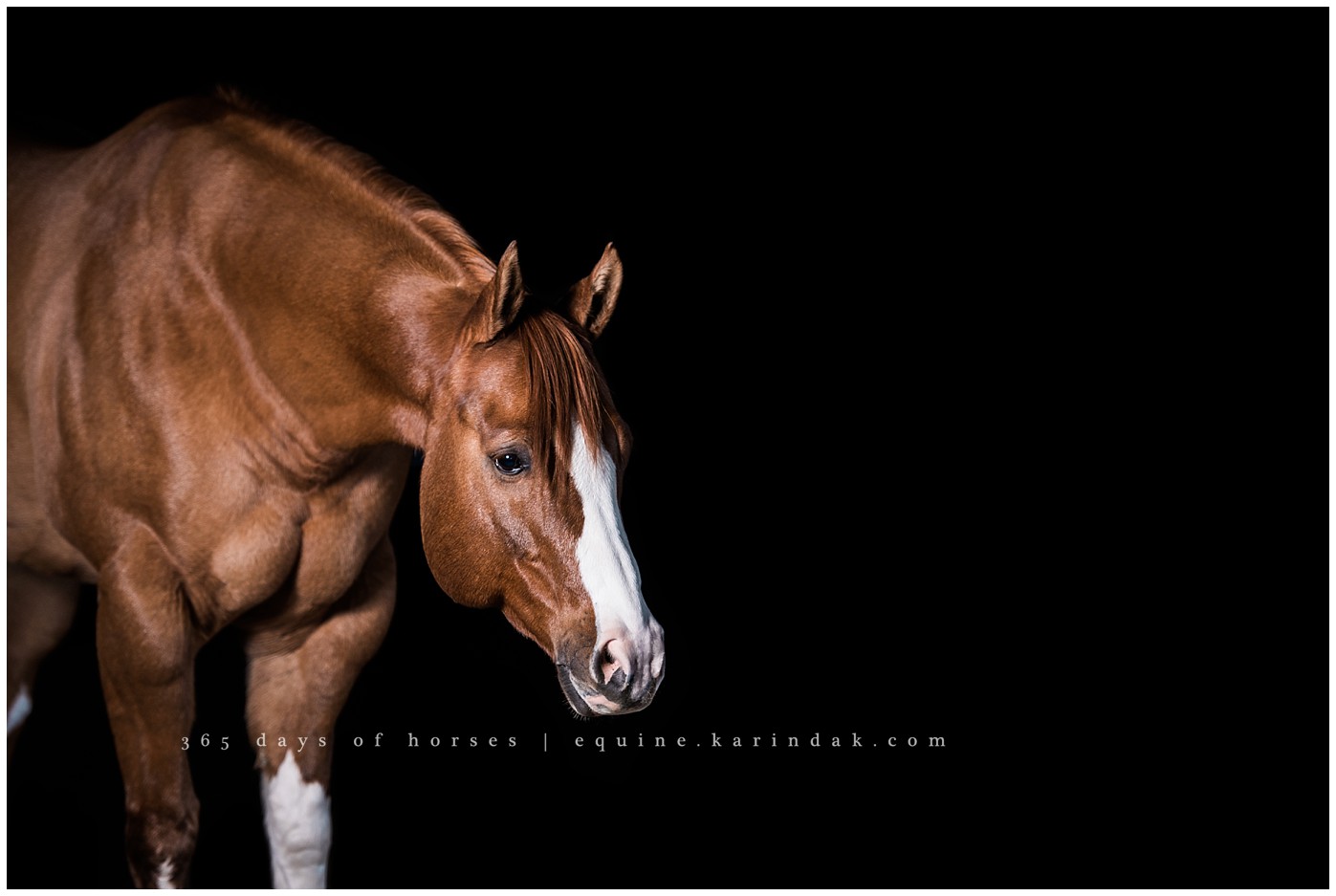 Texas Equine Photographer | Karinda K Texas Equine Photography | equine.test.karindak.com