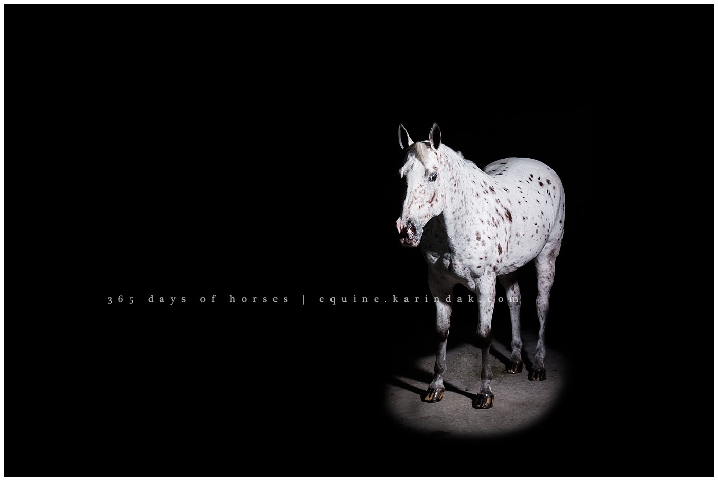 Texas Equine Photographer | Karinda K Texas Equine Photography | equine.test.karindak.com