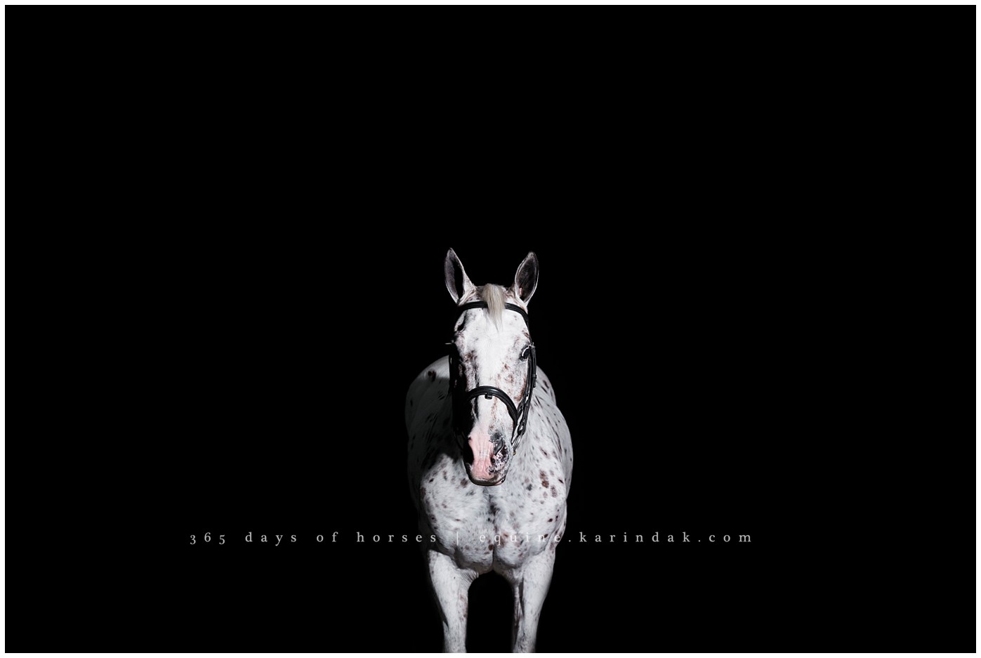 Texas Equine Photographer | Karinda K Texas Equine Photography | equine.test.karindak.com