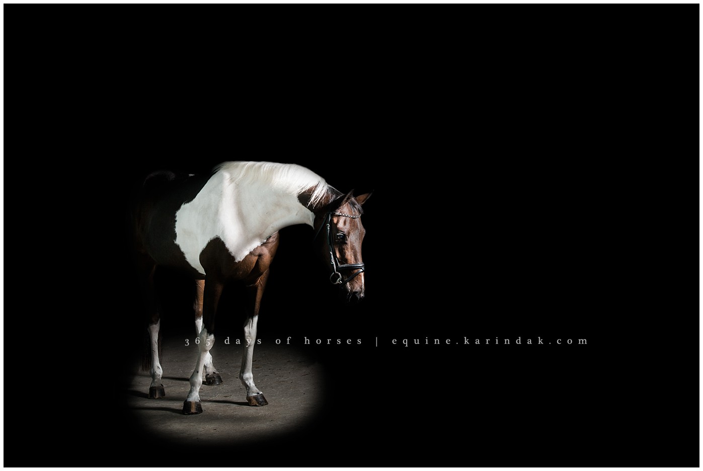 Texas Equine Photographer | Karinda K Texas Equine Photography | equine.test.karindak.com