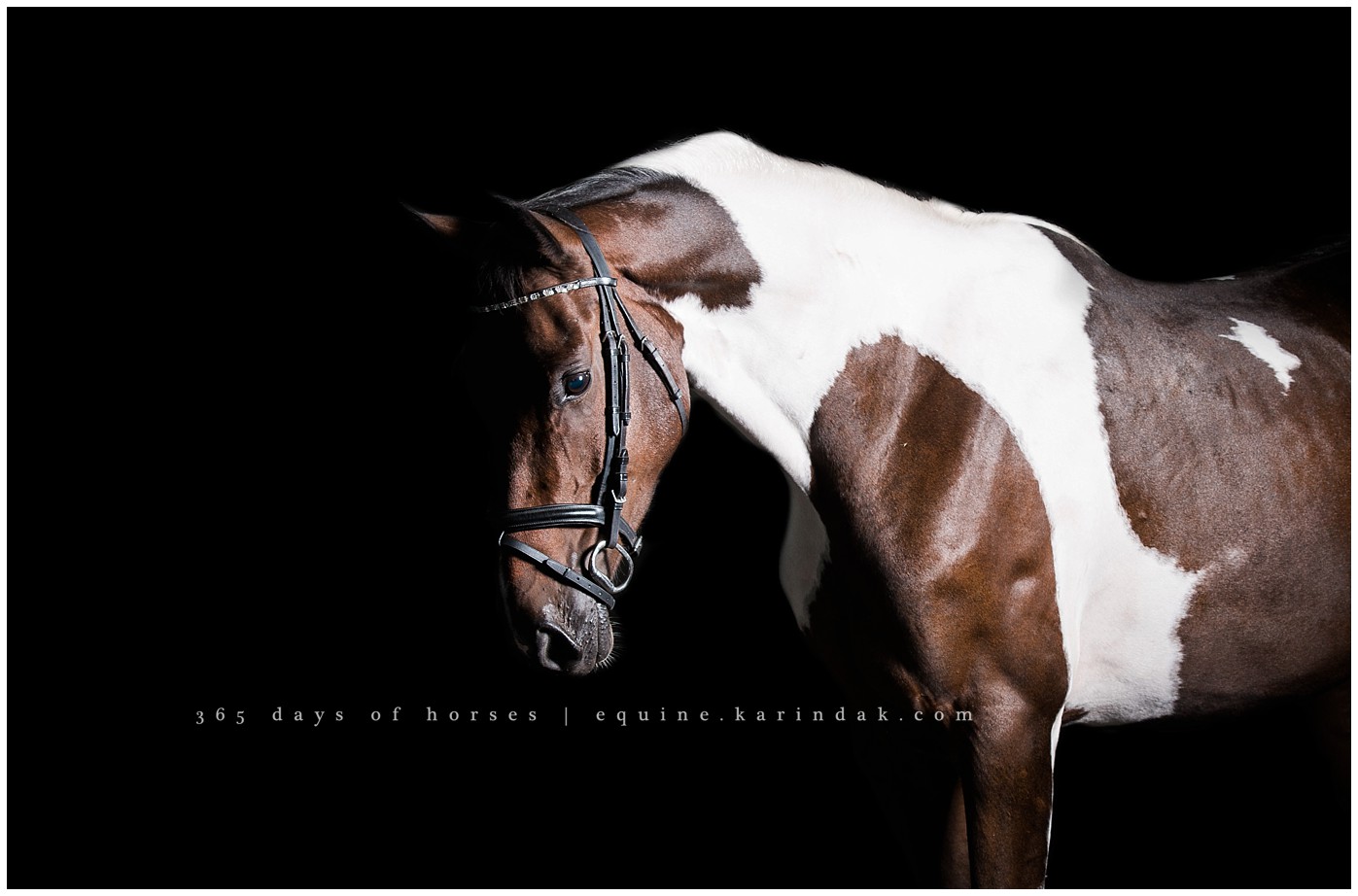 Austin Equine Photography | Karinda K Texas Equine Photography | equine.test.karindak.com