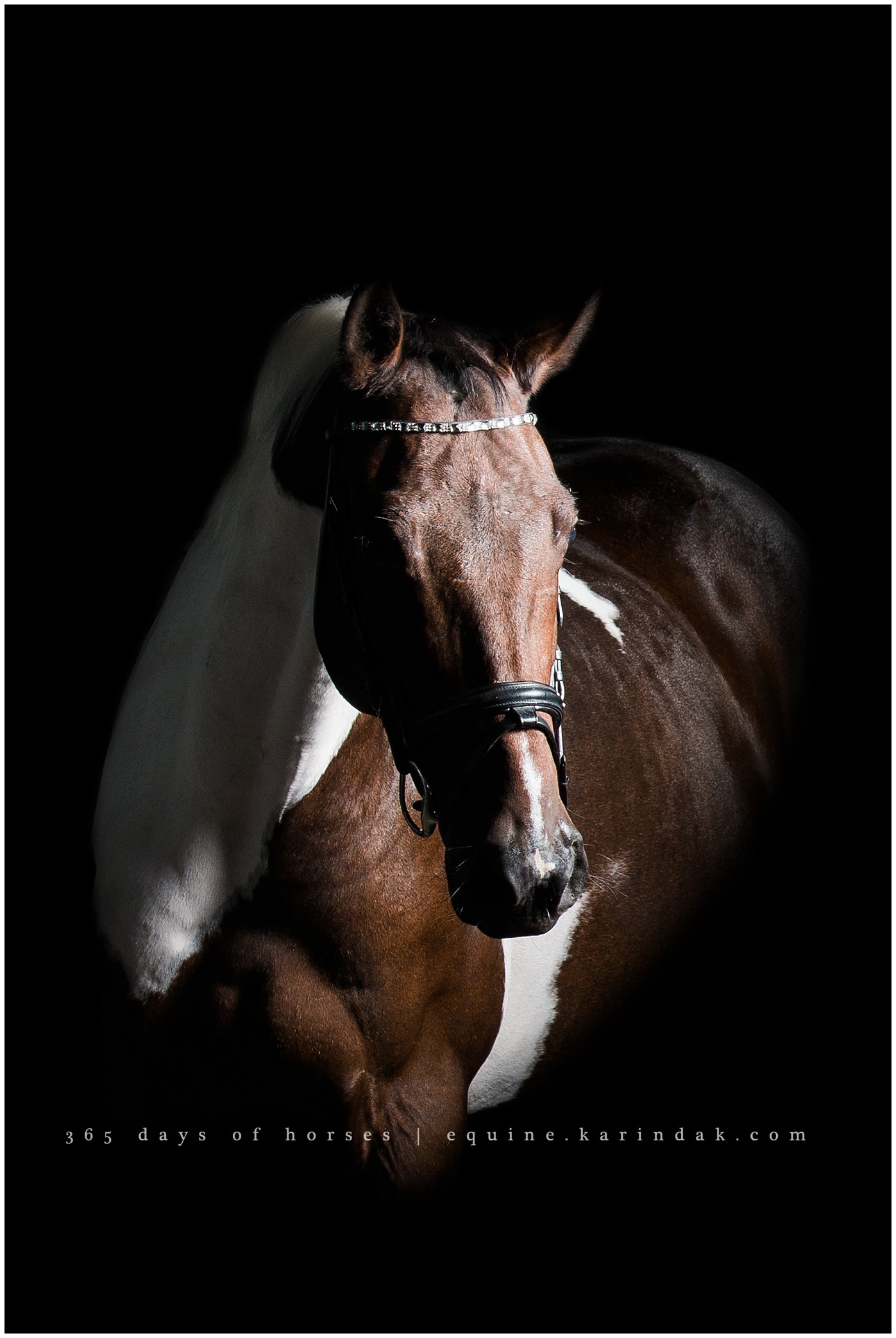 Austin Equine Photography | Karinda K Texas Equine Photography | equine.test.karindak.com