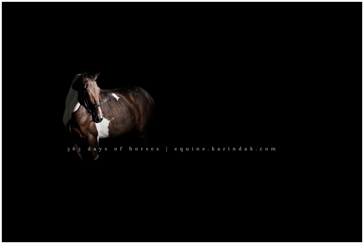 Texas Equine Photographer | Karinda K Texas Equine Photography | equine.test.karindak.com