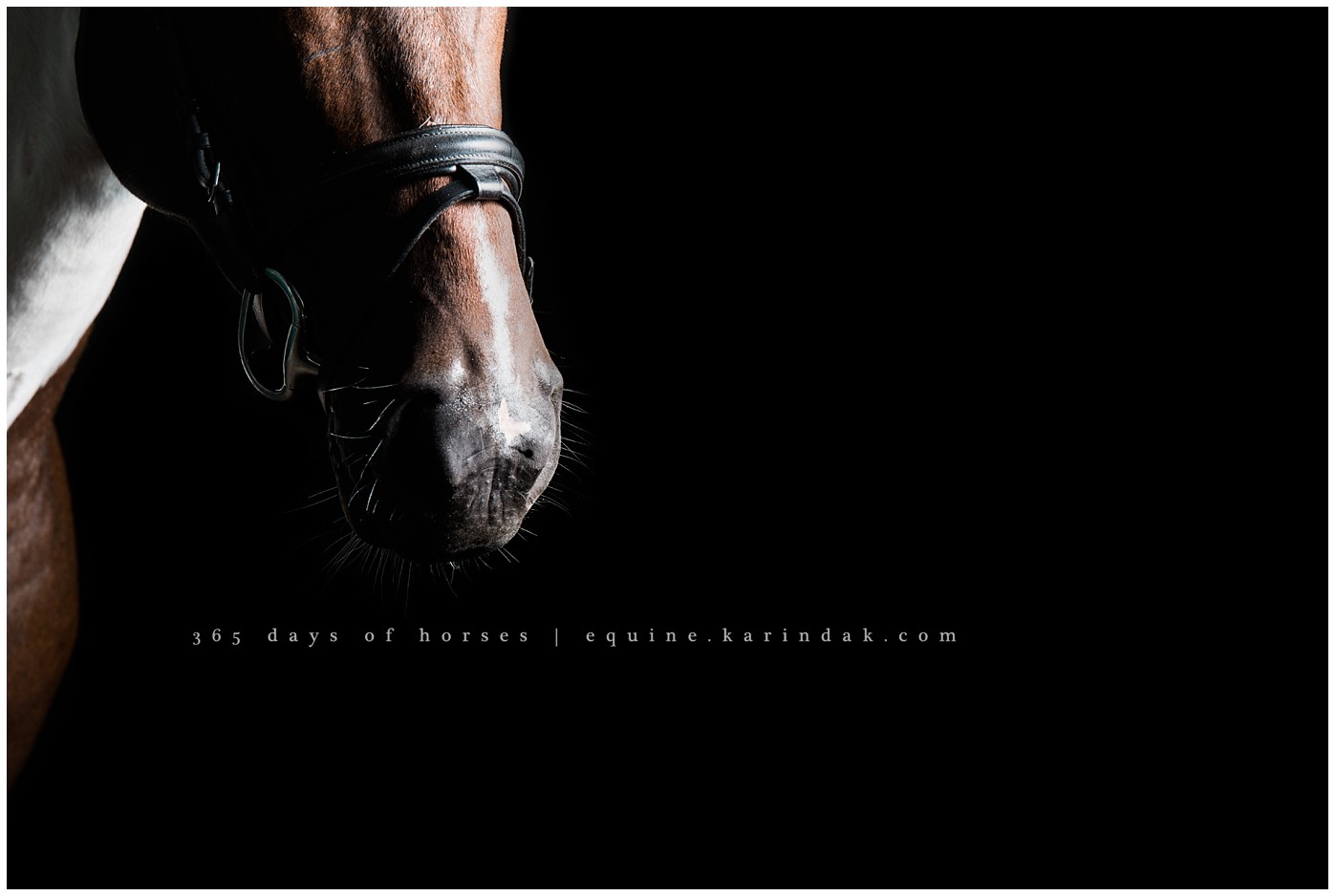 Texas Equine Photographer | Karinda K Texas Equine Photography | equine.test.karindak.com