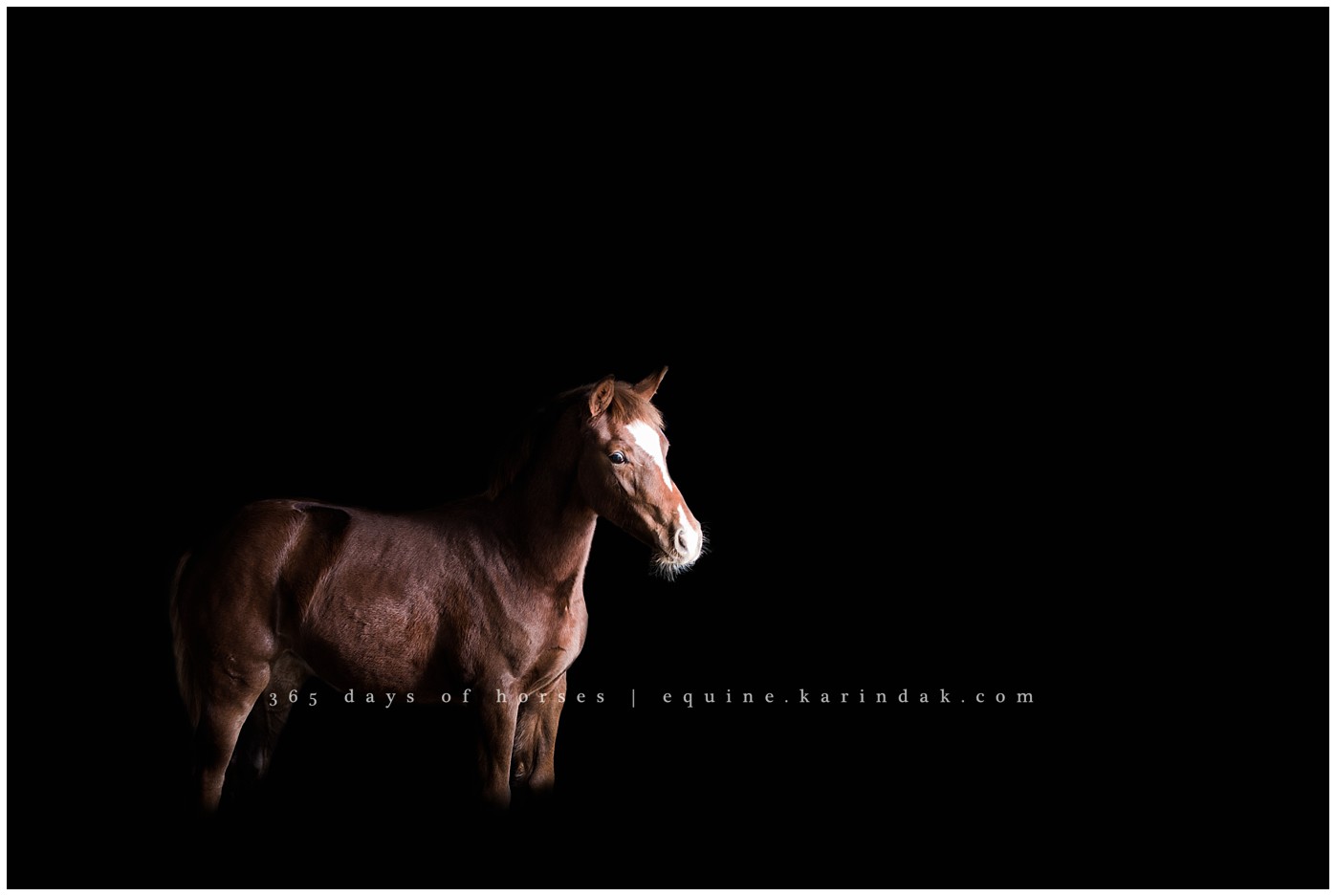 Texas Equine Photographer | Karinda K Texas Equine Photography | equine.test.karindak.com