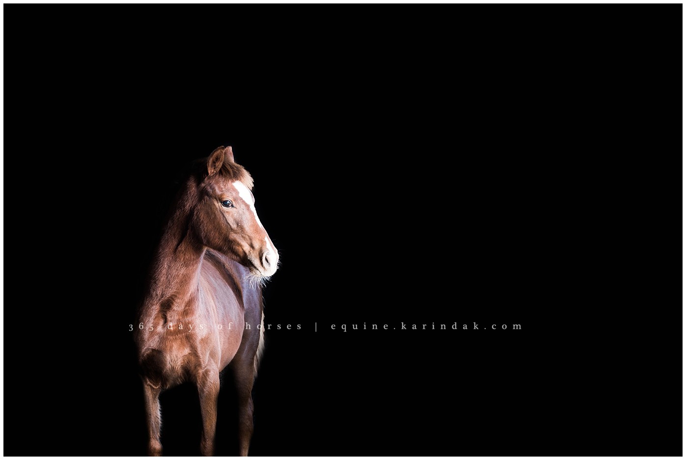 Texas Equine Photographer | Karinda K Texas Equine Photography | equine.test.karindak.com