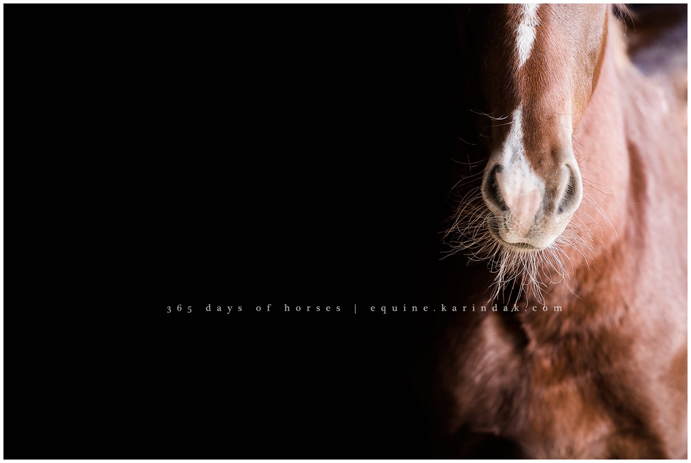 Texas Equine Photographer | Karinda K Texas Equine Photography | equine.test.karindak.com