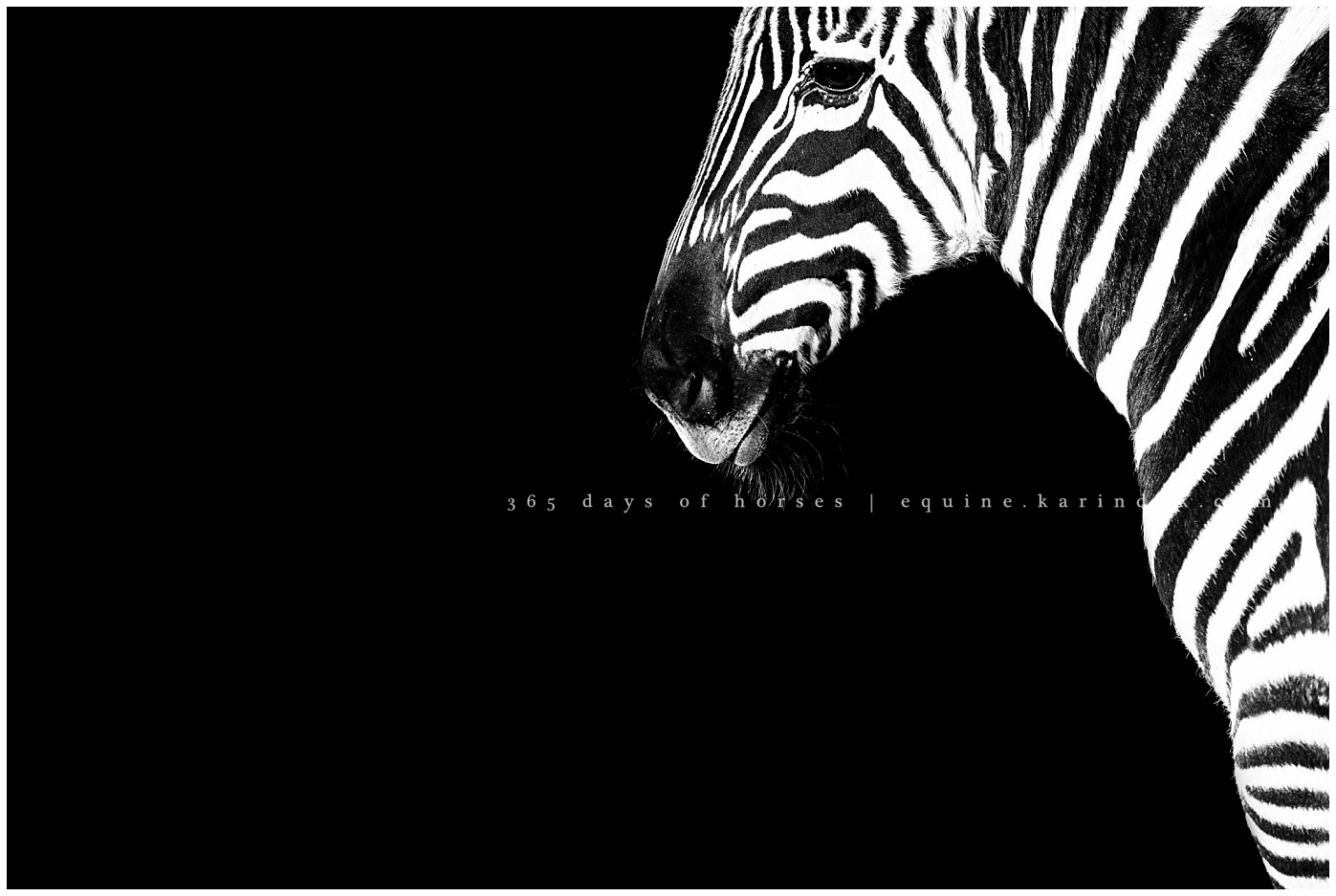 Texas Equine Photographer | Karinda K Texas Equine Photography | equine.test.karindak.com