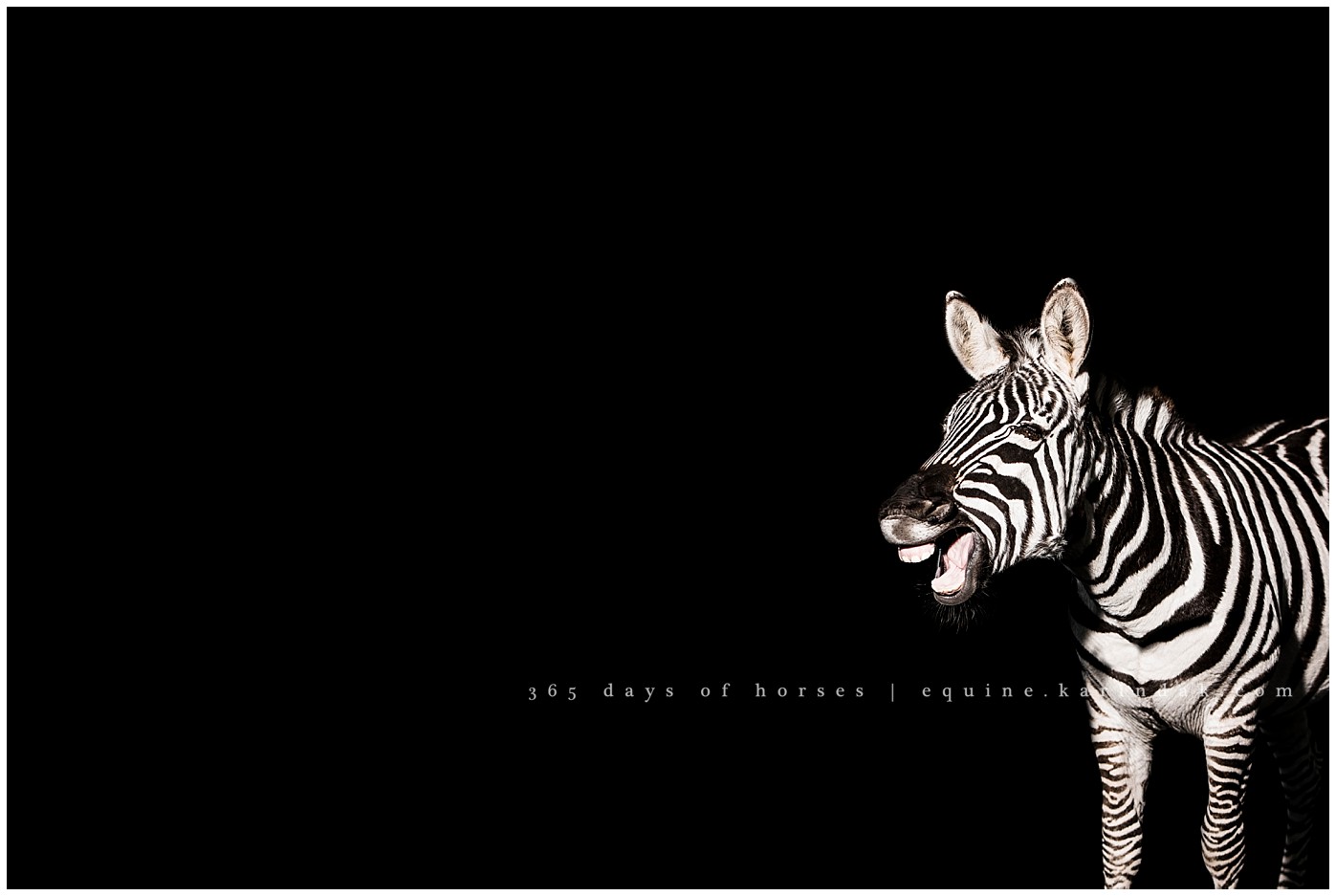 Texas Equine Photographer | Karinda K Texas Equine Photography | equine.test.karindak.com