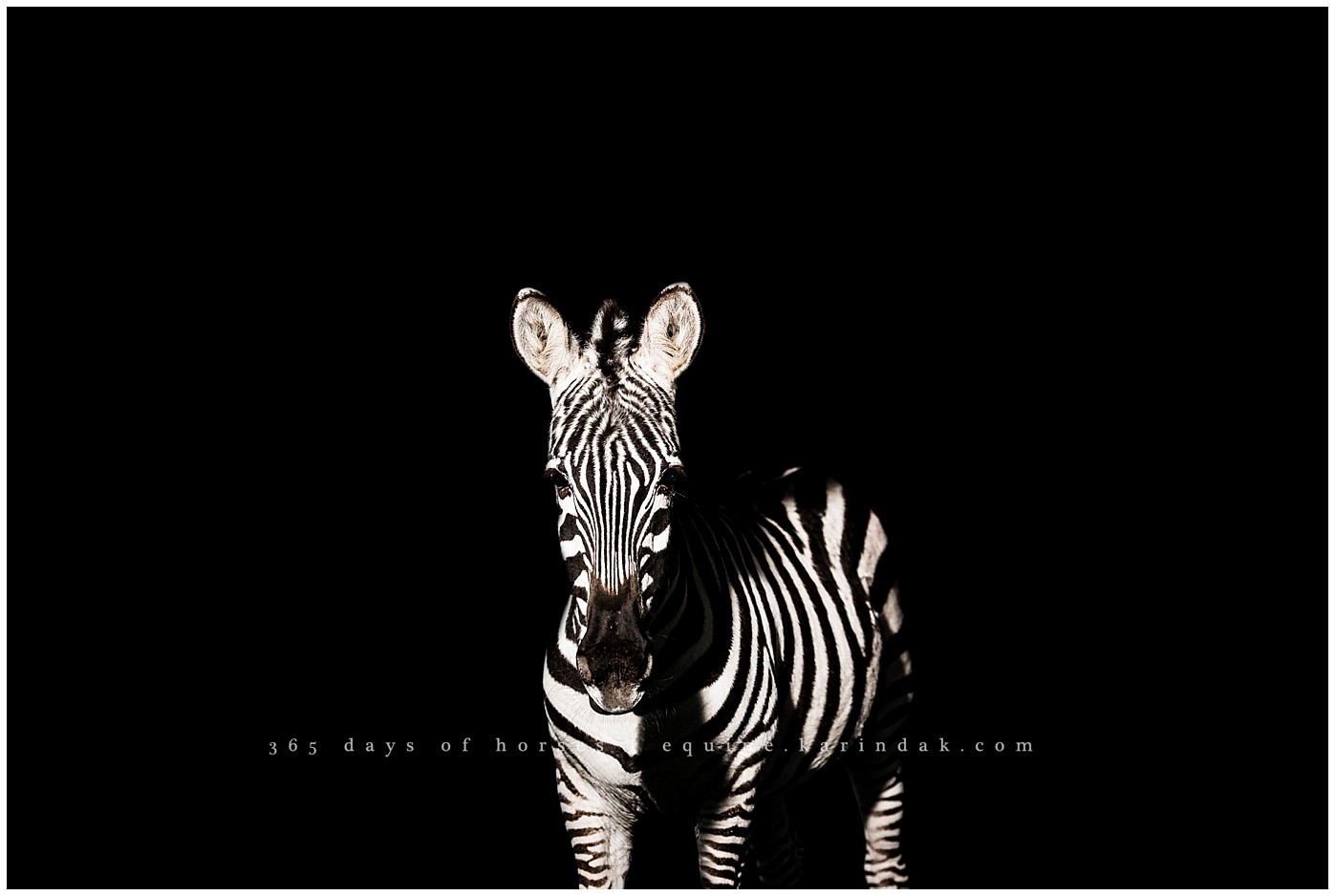 Texas Equine Photographer | Karinda K Texas Equine Photography | equine.test.karindak.com