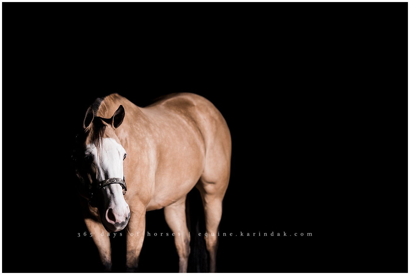 Texas Equine Photographer | Karinda K Texas Equine Photography | equine.test.karindak.com