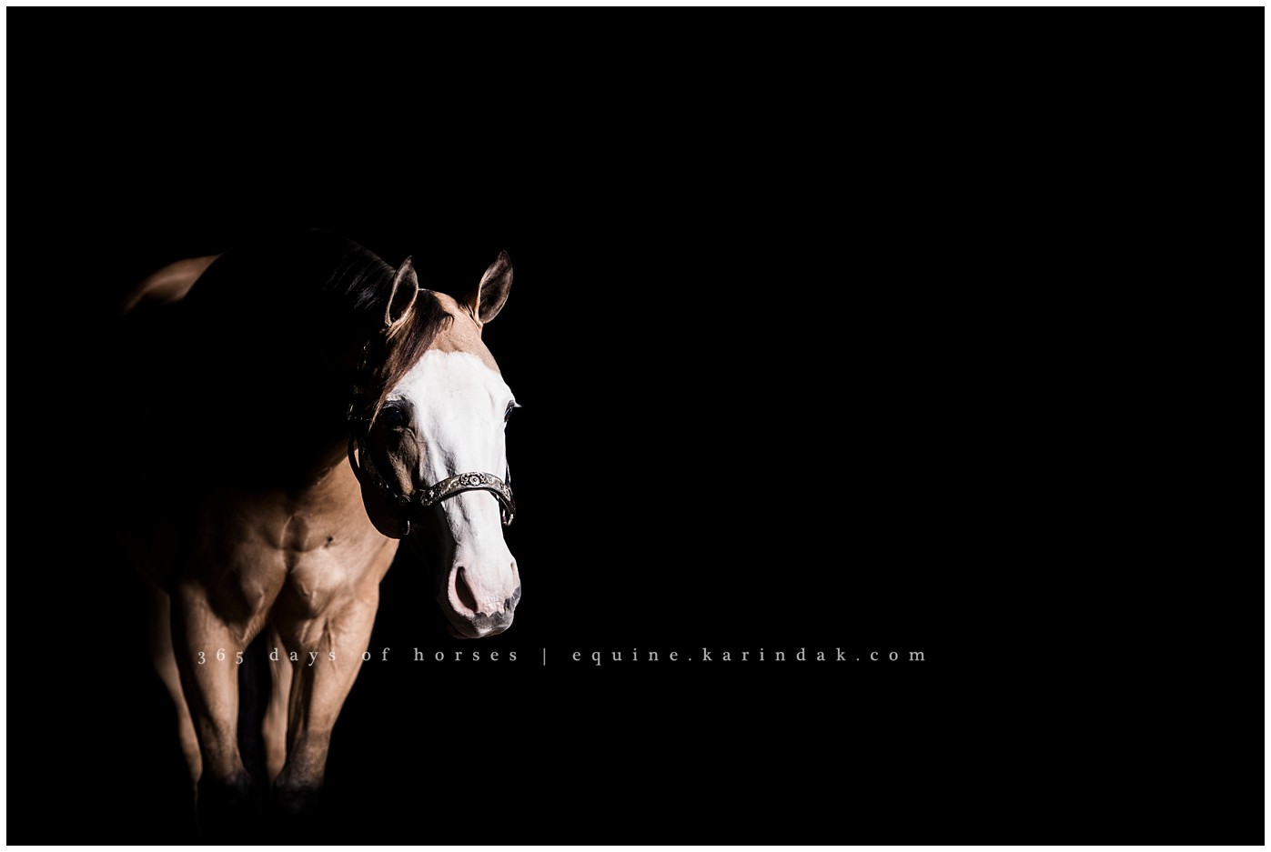 Corpus Christi horse photography | Karinda K Texas Equine Photography | equine.test.karindak.com