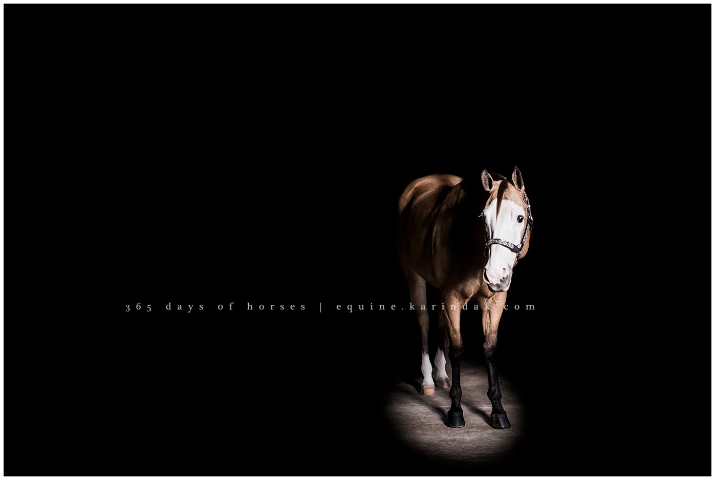 Corpus Christi horse photography | Karinda K Texas Equine Photography | equine.test.karindak.com