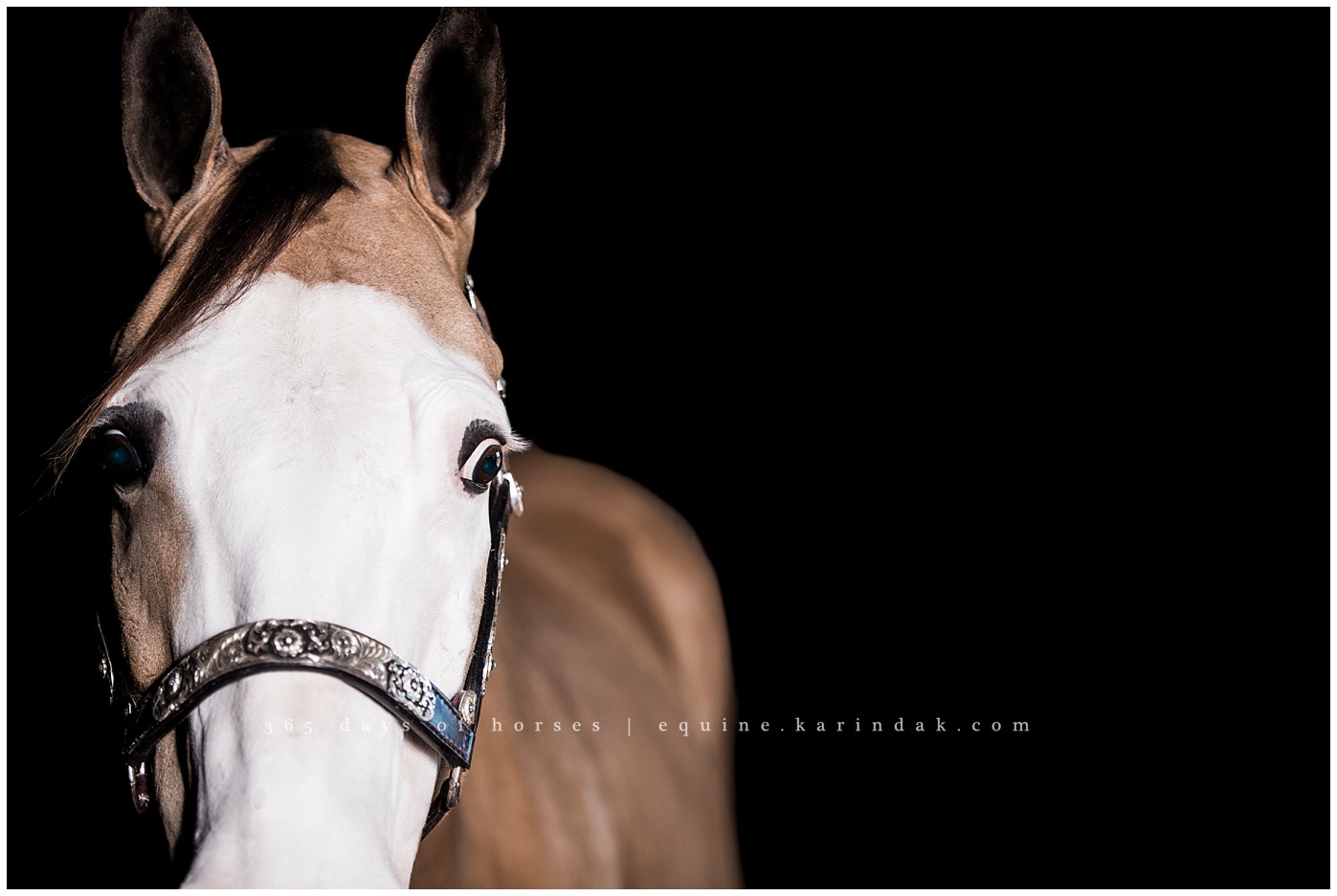 Corpus Christi horse photography | Karinda K Texas Equine Photography | equine.test.karindak.com