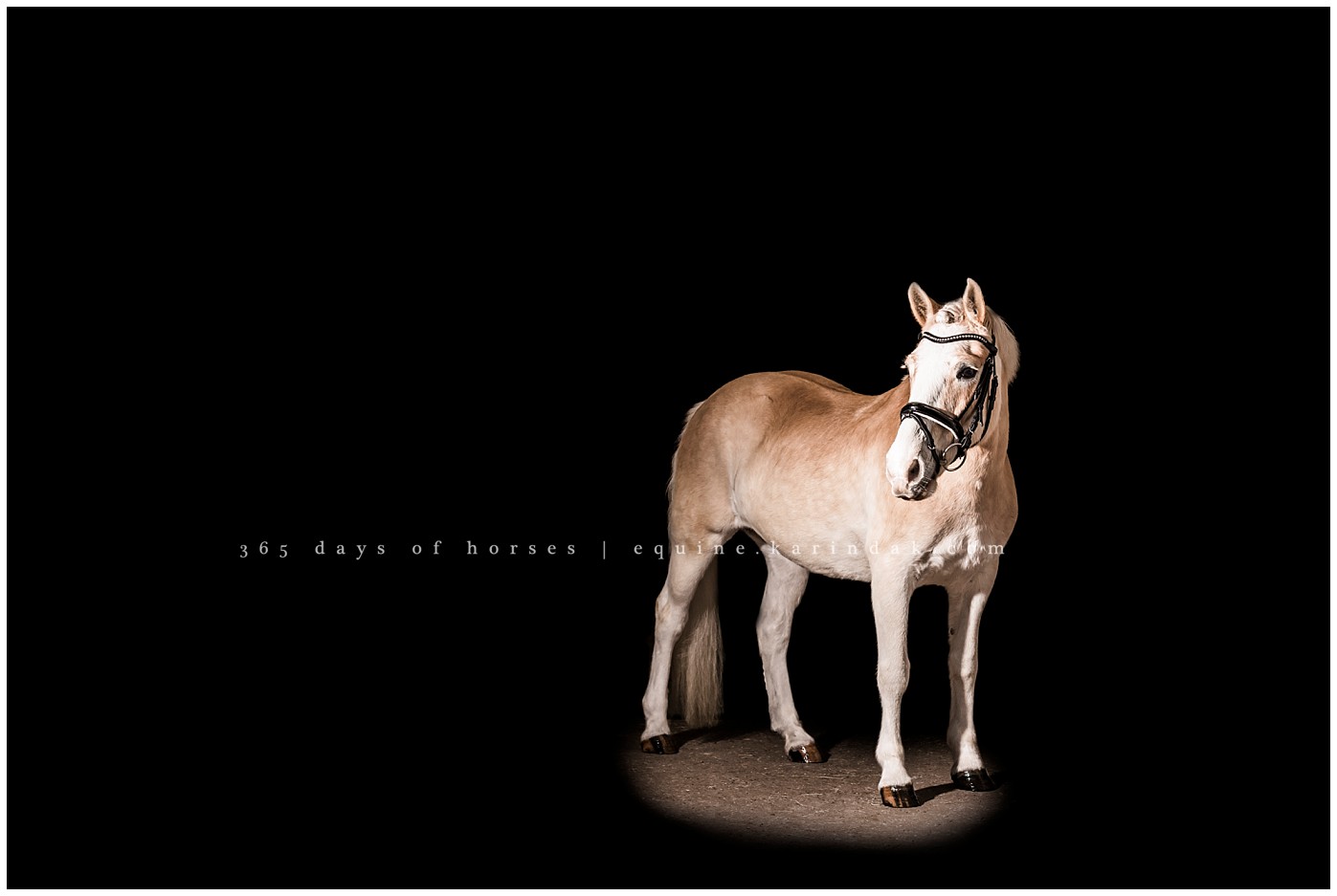 Texas Equine Photographer | Karinda K Texas Equine Photography | equine.test.karindak.com