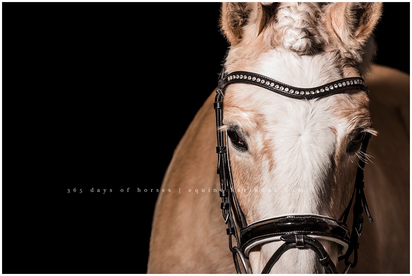 Austin Equine Photographer | Karinda K Texas Equine Photography | equine.test.karindak.com