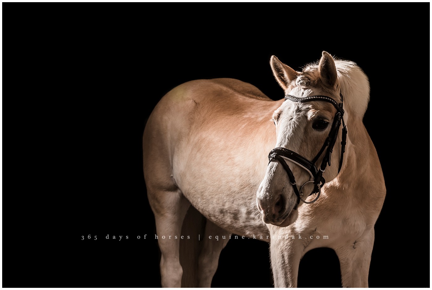 Austin Equine Photographer | Karinda K Texas Equine Photography | equine.test.karindak.com