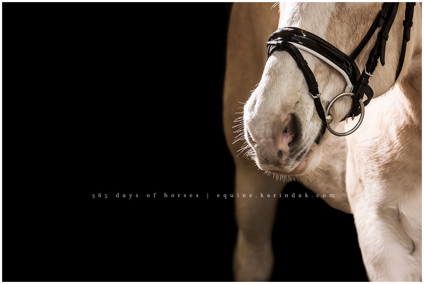 Austin Equine Photographer | Karinda K Texas Equine Photography | equine.test.karindak.com