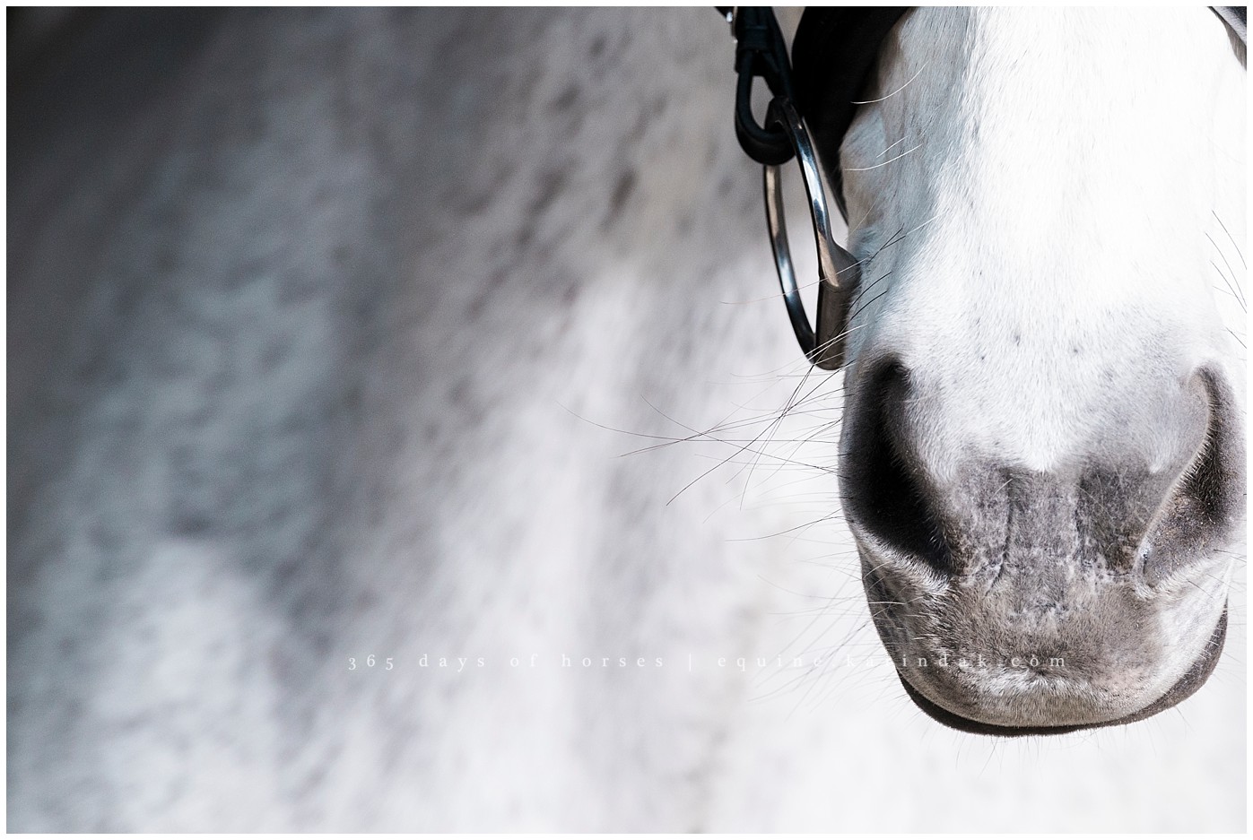 Texas Horse Portraits | Karinda K Texas Equine Photography | equine.test.karindak.com