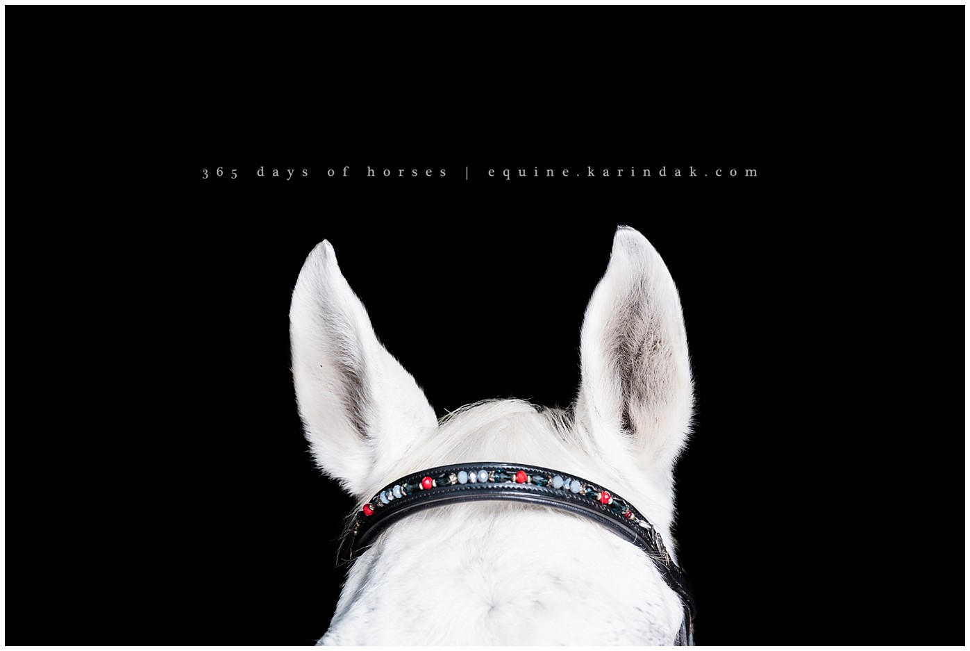 Texas Horse Portraits | Karinda K Texas Equine Photography | equine.test.karindak.com