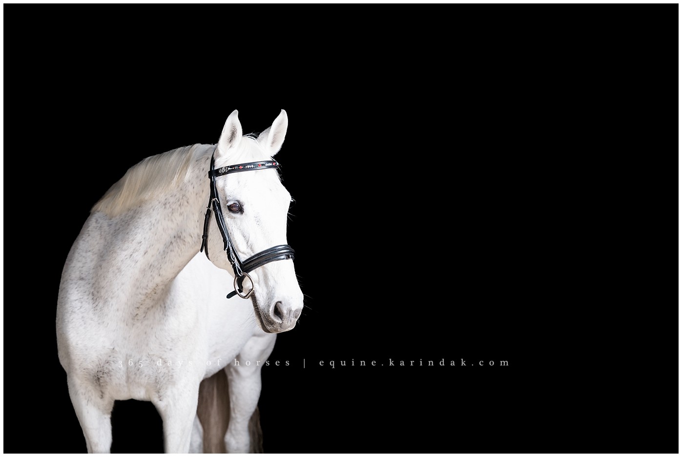 Texas Horse Portraits | Karinda K Texas Equine Photography | equine.test.karindak.com