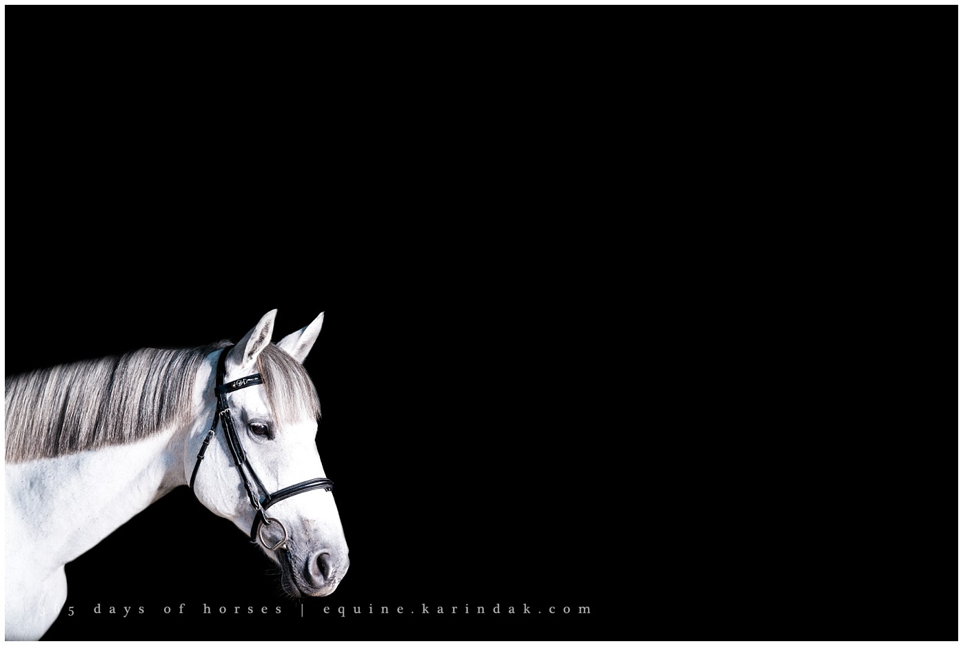 Houston Equine Photographer | Karinda K Texas Equine Photography | equine.test.karindak.com