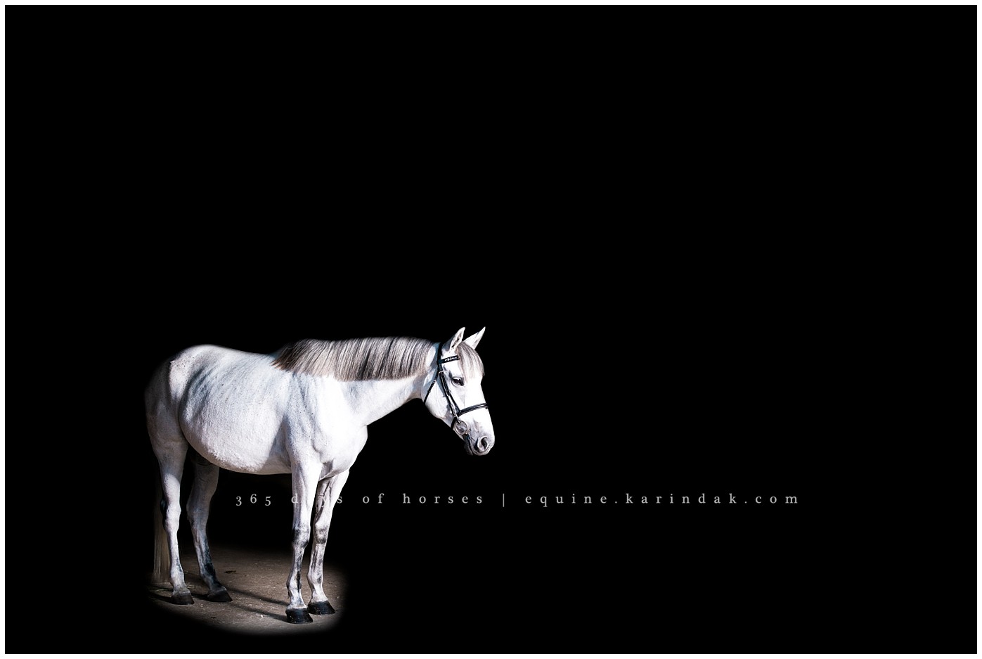 Houston Equine Photographer | Karinda K Texas Equine Photography | equine.test.karindak.com