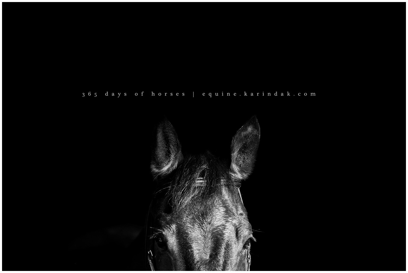 Dallas Equine Photographer | Karinda K Texas Equine Photography | equine.test.karindak.com