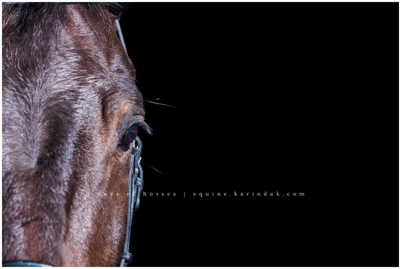 Dallas Equine Photographer | Karinda K Texas Equine Photography | equine.test.karindak.com