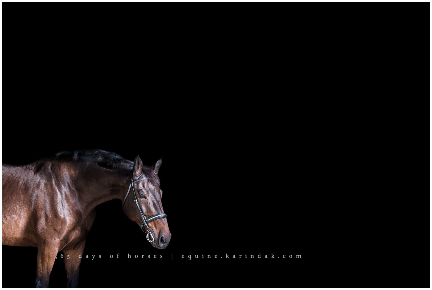 Texas Equine Photographer | Karinda K Texas Equine Photography | equine.test.karindak.com