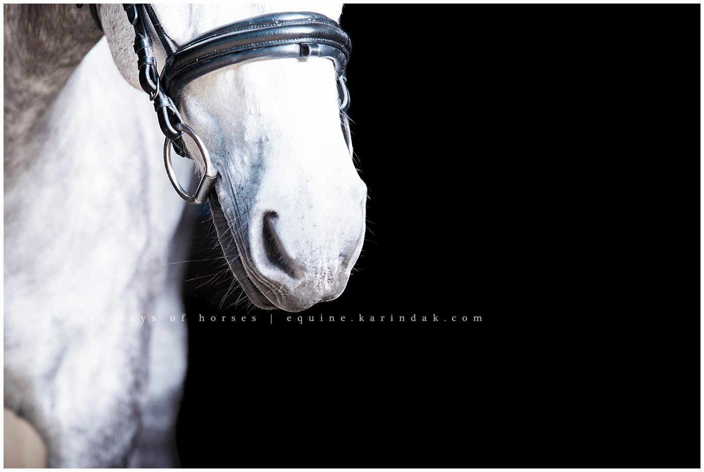 Houston Equine Photographer | Karinda K Texas Equine Photography | equine.test.karindak.com