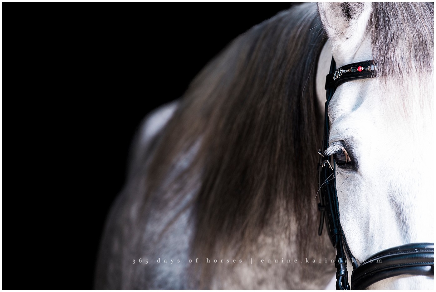 Texas Equine Photographer | Karinda K Texas Equine Photography | equine.test.karindak.com