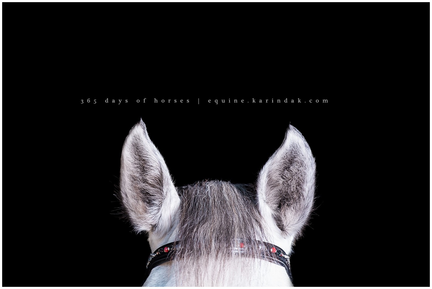 Houston Equine Photographer | Karinda K Texas Equine Photography | equine.test.karindak.com