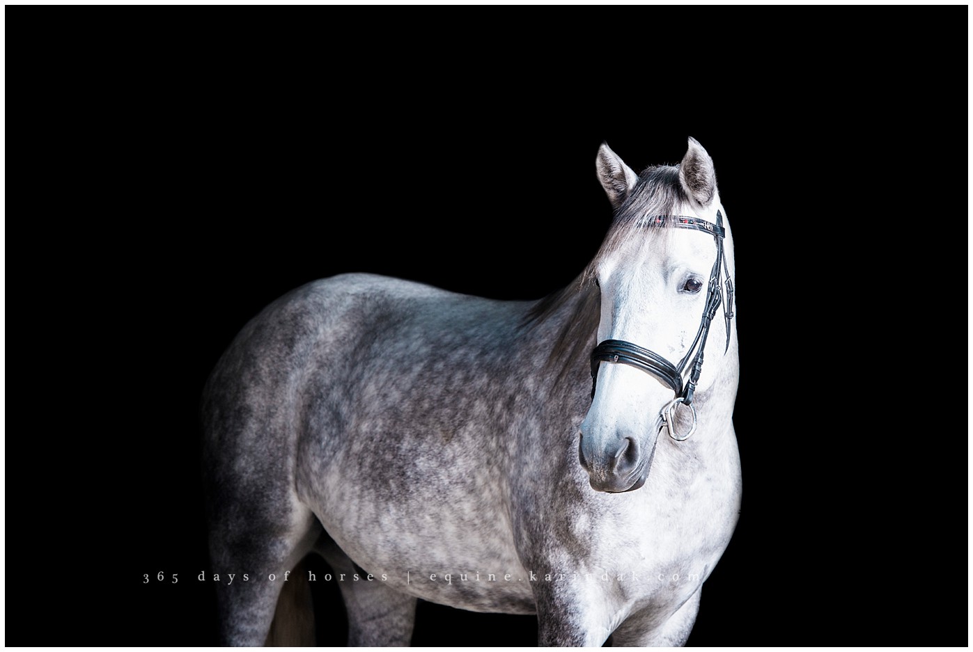 Houston Equine Photographer | Karinda K Texas Equine Photography | equine.test.karindak.com