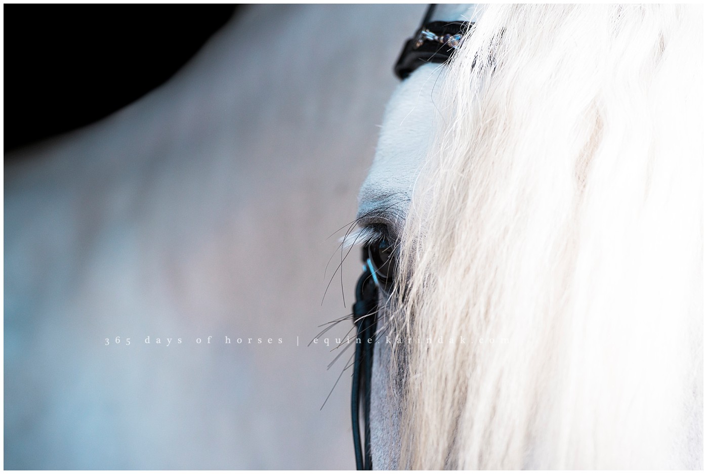 Houston Equine Portrait Photographer