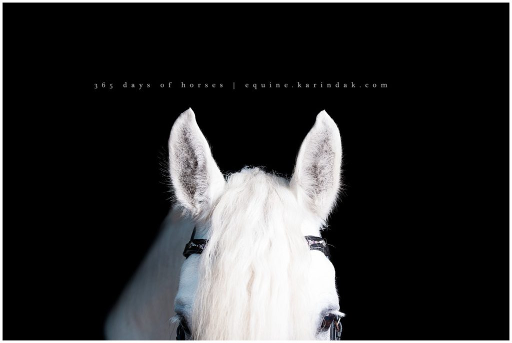 Texas Equine Photographer | Karinda K Texas Equine Photography | equine.test.karindak.com