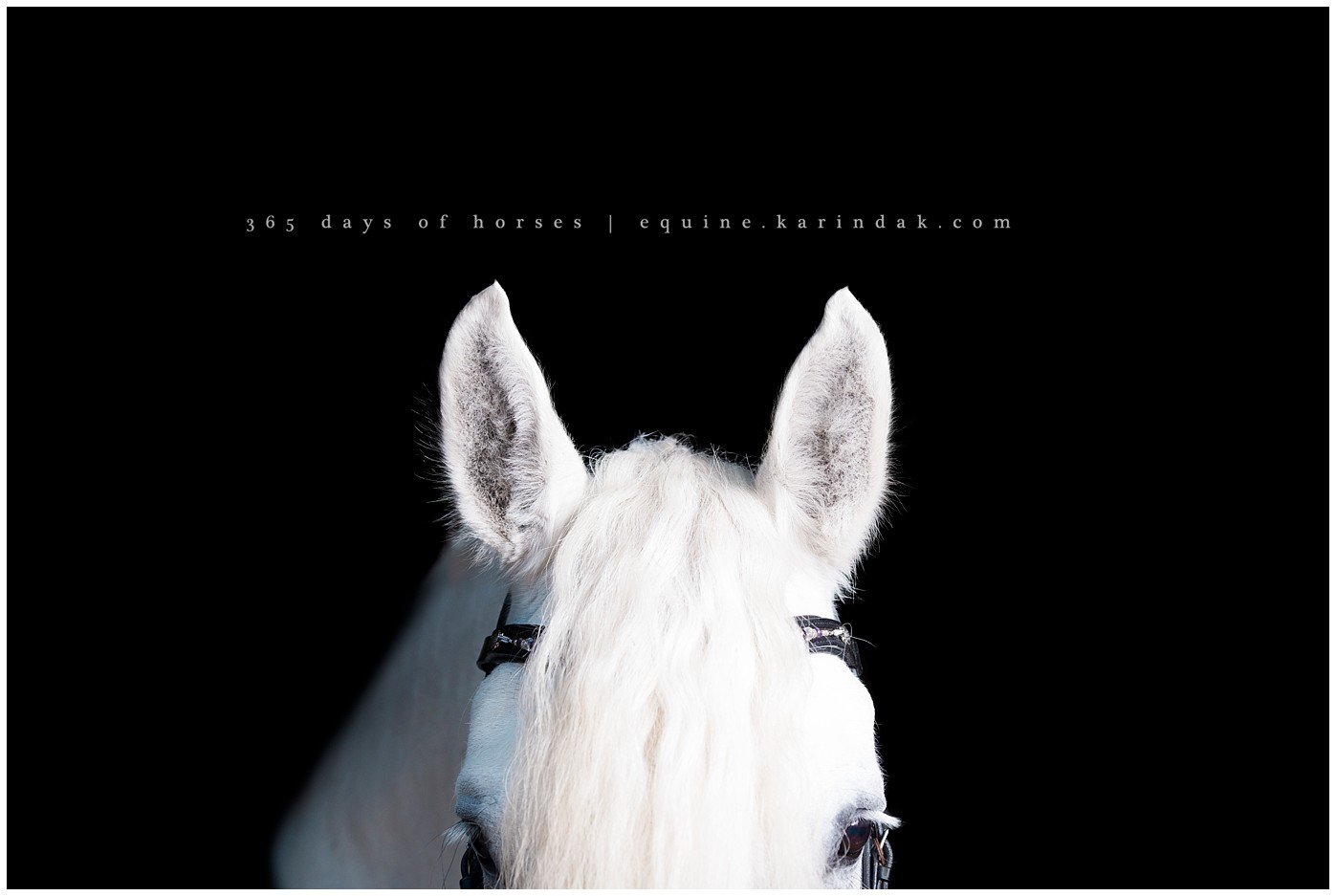 Texas Equine Photographer | Karinda K Texas Equine Photography | equine.test.karindak.com