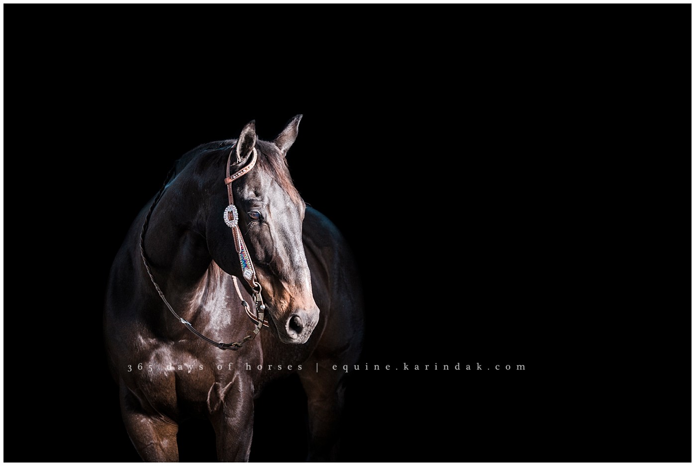 Texas Equine Photographer | Karinda K Texas Equine Photography | equine.test.karindak.com