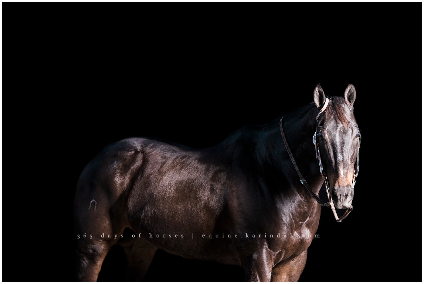 Texas Equine Photographer | Karinda K Texas Equine Photography | equine.test.karindak.com