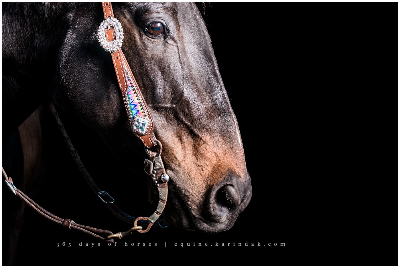 Texas Equine Photographer | Karinda K Texas Equine Photography | equine.test.karindak.com