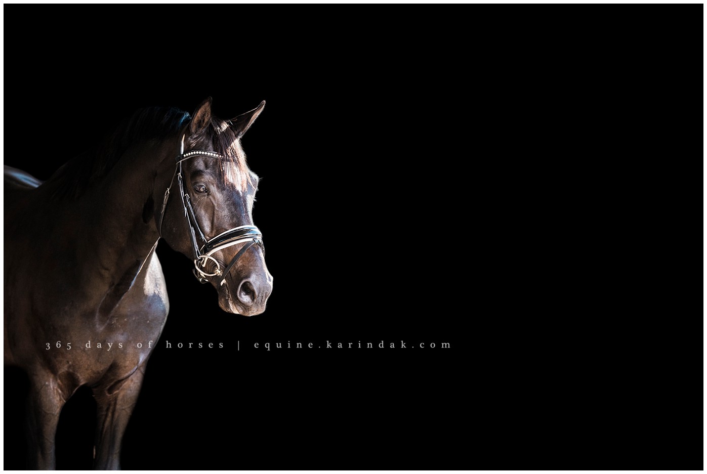 Dallas horse Photographer | Karinda K Texas Equine Photography | equine.test.karindak.com