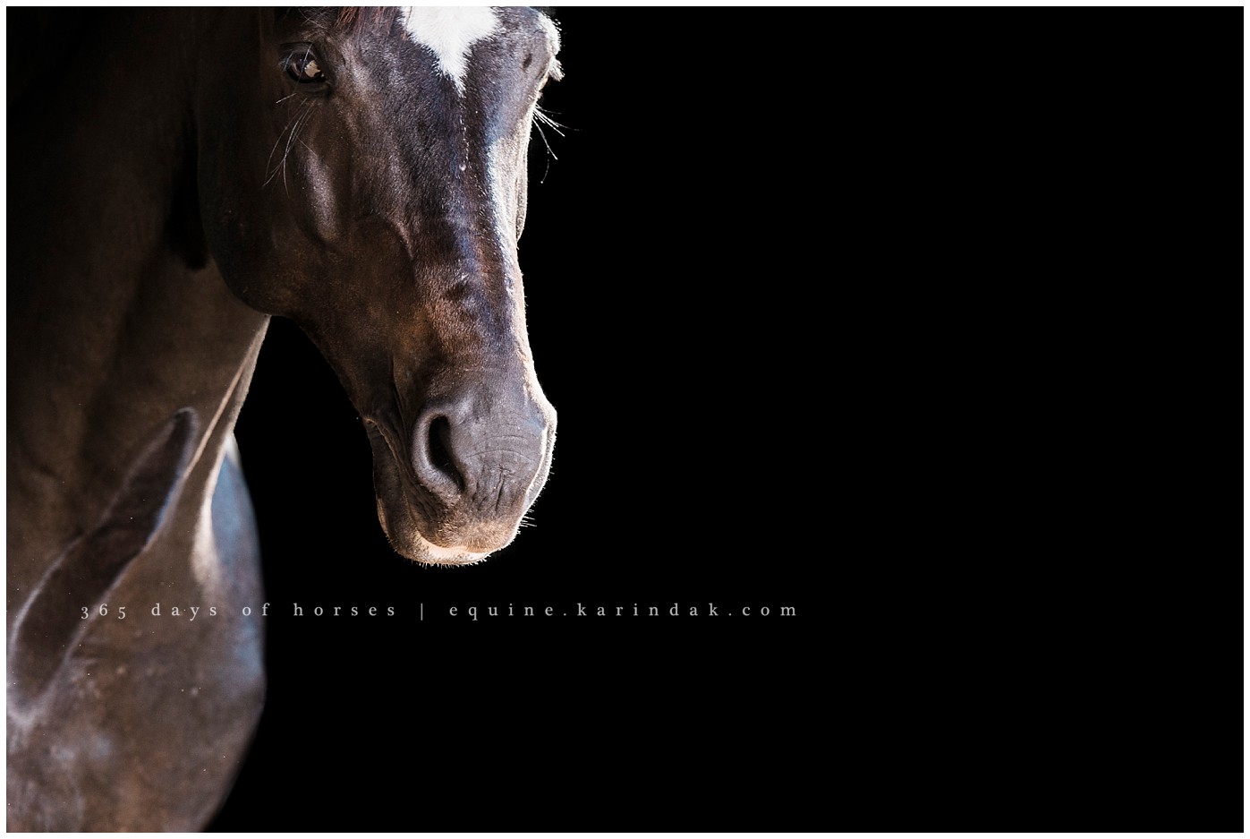 Dallas horse Photographer | Karinda K Texas Equine Photography | equine.test.karindak.com