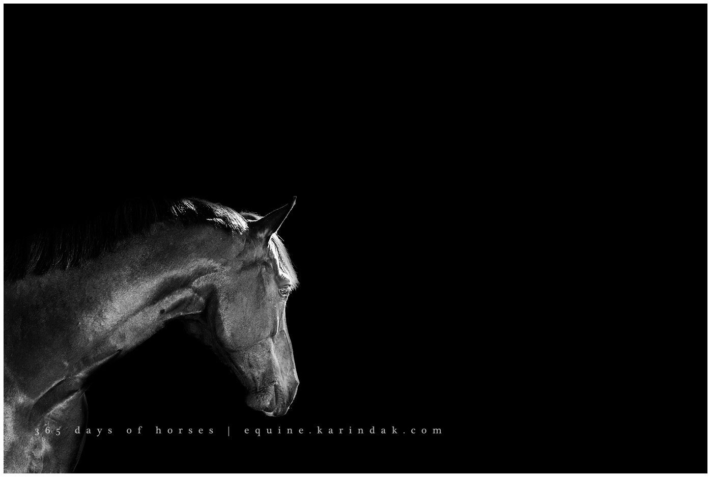 Texas Equine Photographer | Karinda K Texas Equine Photography | equine.test.karindak.com