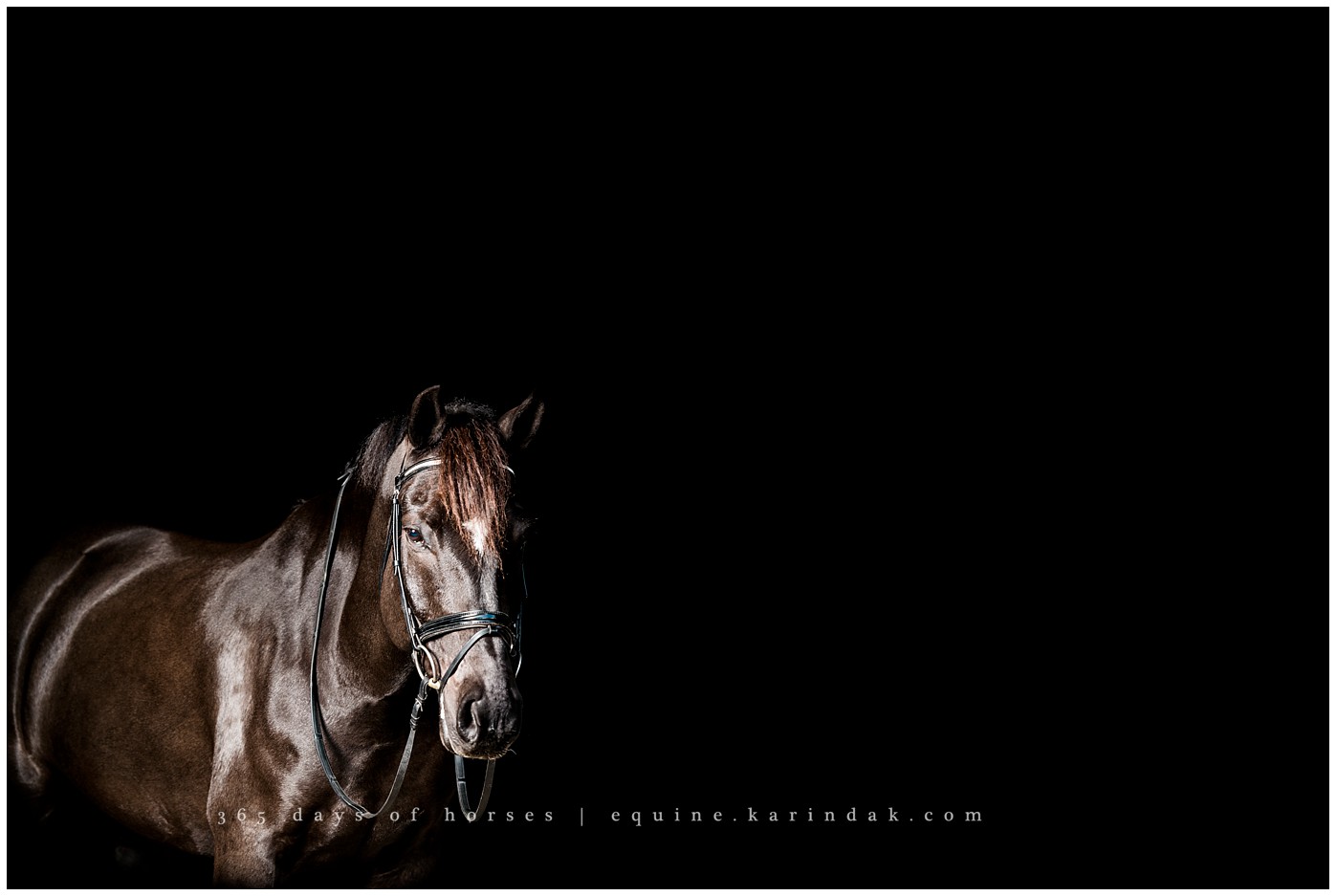 Texas Equine Photographer | Karinda K Texas Equine Photography | equine.test.karindak.com