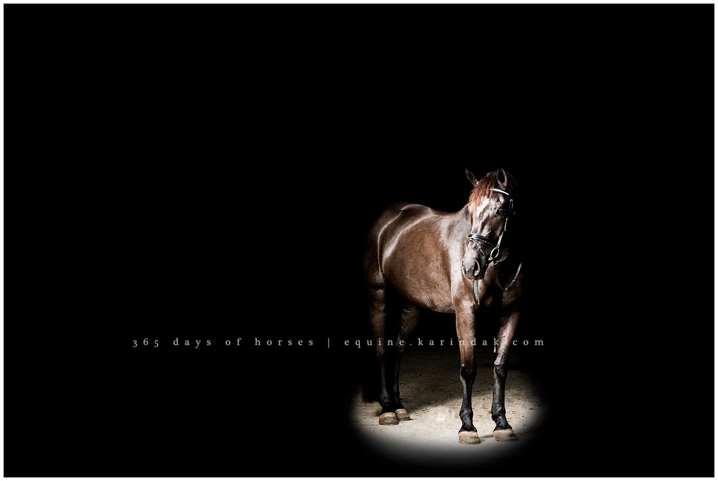 Dressage Barn Austin,TX