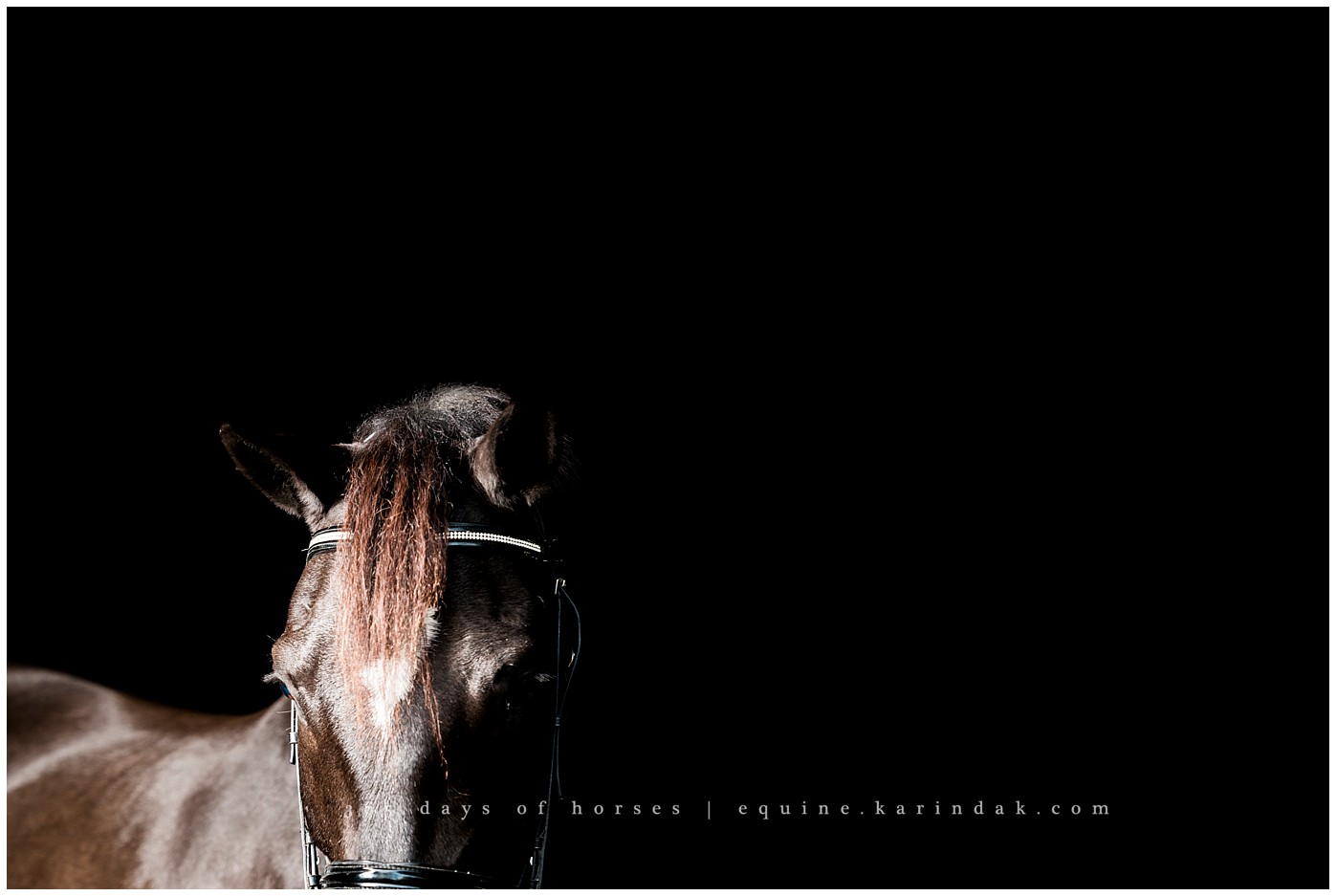 Texas Equine Photographer | Karinda K Texas Equine Photography | equine.test.karindak.com