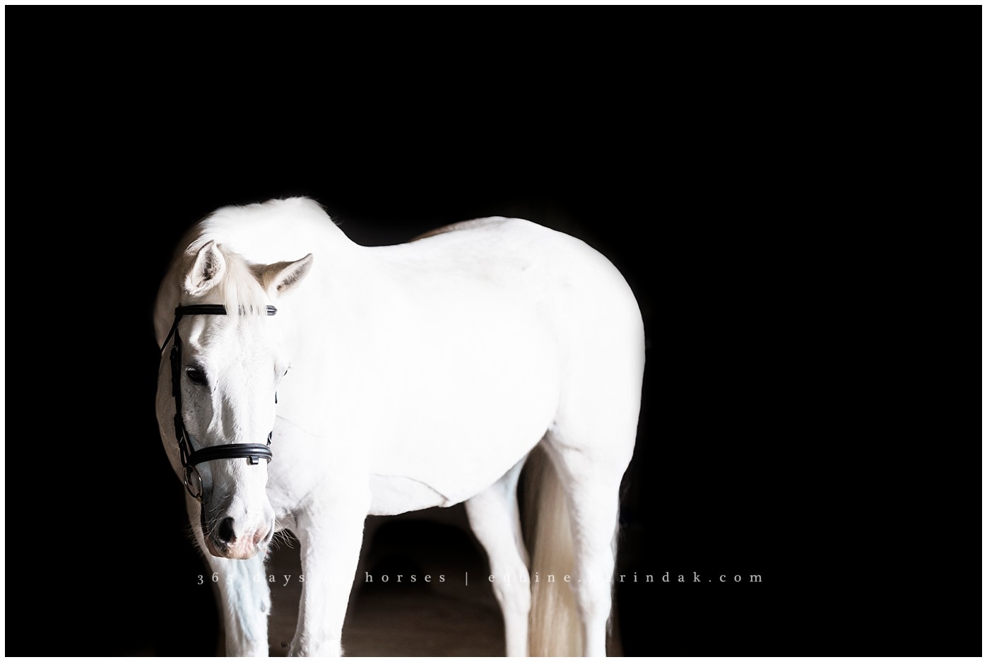 Texas Equine Photographer | Karinda K Texas Equine Photography | equine.test.karindak.com