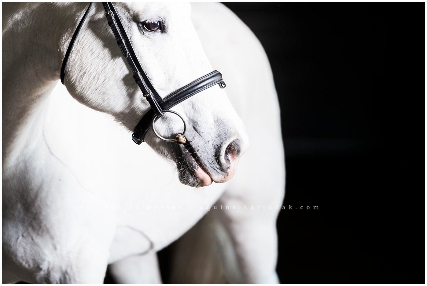 Texas Equine Photographer | Karinda K Texas Equine Photography | equine.test.karindak.com