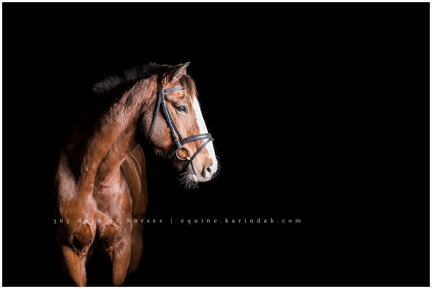 San Antonio Equine Photographer | Karinda K Texas Equine Photography | equine.test.karindak.com