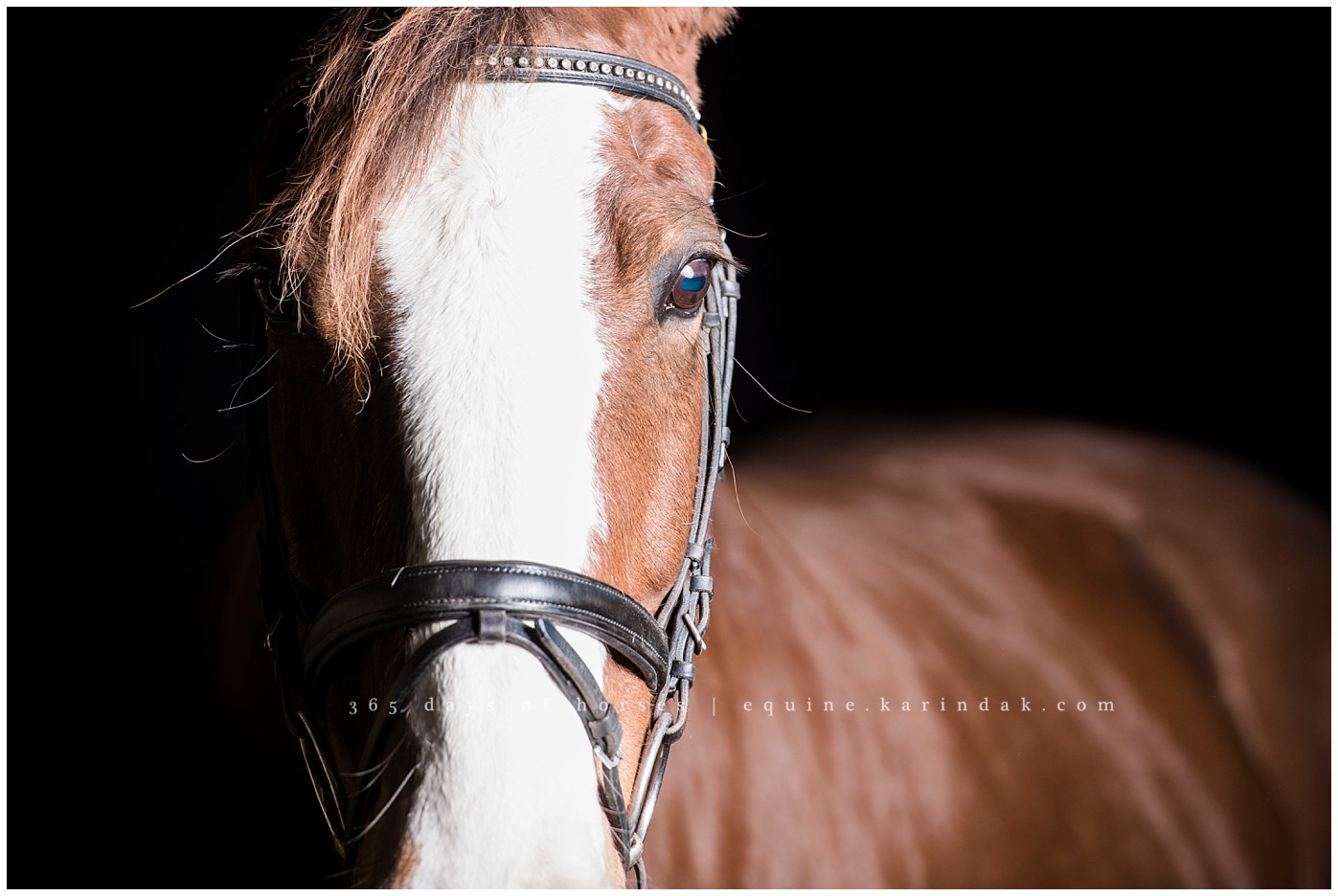 Texas Equine Photographer | Karinda K Texas Equine Photography | equine.test.karindak.com